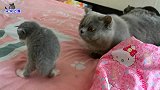 小奶猫与猫哥哥发生对峙，弯腰弓背装厉害，悄悄逃跑的样子逗翻人