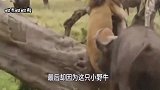 嚣张狮子疯狂追杀小野牛，不料被牛妈妈带亲戚开膛破肚！惨死当场