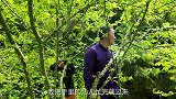 鹿碗儿：鸡肉的100种吃法——椒麻鸡