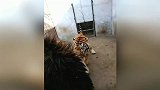 老虎把狮子打了一顿后笑了，从视频可以看出老虎打架真的很谨慎