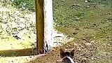 猎物将手到擒来，但是怎么感觉哪里不对呢？
