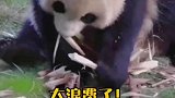 熊猫听懂四川话系列，你在教我做事