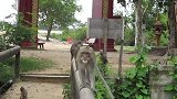 猴子在栏杆上走，游客都不敢从桥上过