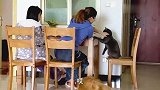 主人操控猫咪狂揍金毛，金毛会哭吗？