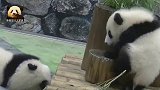 两只软糯无比的熊猫宝宝路都走不稳，还想“打架”，太可爱了吧？