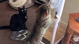 猫：我让你停，你必须停下来！
