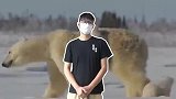 自然杂志研究，北极熊将于2100年灭绝，你怎么看？