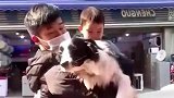 嫉妒使狗面目全非，狗狗也学会了攀比