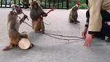 猴子拉二胡