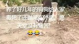 好心痛！养了好几年的狗狗给人家毒死了