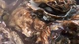 海鲜大餐—牡蛎要这样清蒸才肥美好吃，火候时间是关键