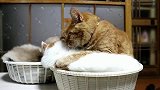 猫咪夫妻每天相拥而眠，画面温馨感人，像极了爱情！