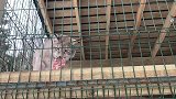 毛妹养了几只猞猁当宠物，吃起肉来如同小老虎