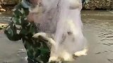 作死小伙在我家鱼塘这样撒网，我这小暴脾气上来了