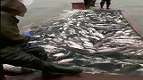湖北渔民的船都是这样的吗会不会沉下去啊工资再高明天也不跟船了