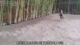 公鸡和鸟遇到一起就会打架，被欺负了也没有公鸡帮忙