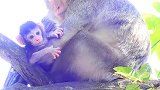 猴妈妈捕捉小心的新生猴宝宝，猴宝宝是如此可爱的新生儿