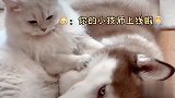 狗子意外受伤，猫咪心疼的不行