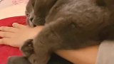 猫冤冤相报何时了