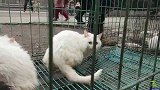 这么好看的猫咪卖20块钱，现在养猫的人不多了，一起去看看吧