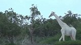 林子里跑出两头长颈鹿，全身雪白，这也太仙了吧
