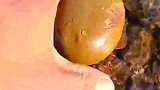 这玉石你们认识吗？看样子感觉很贵，不知道能不能开出帝王绿