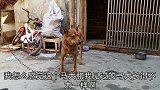 农村大叔花1400元买了两只马犬，能赶野兔还听话，养狗有乐趣