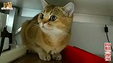 小猫突然自嗨，看呆其它猫，二哈猫：你要火，网友喜欢比我更二的