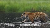 真正的战斗元首，两只老虎为了争夺领地，咬死了还不罢休太狠了