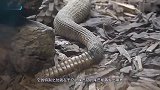 响尾蛇总是用尾巴发出响声,里面到底存着什么秘密呢看完涨知识