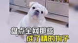全网那些成了精的狗子，小花也太能演了，属于狗中的演技派!