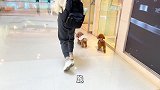 推狗狗逛商场，居然被宠物店看上：我家狗子要去上班了！