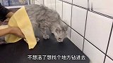 铲屎官给猫咪洗澡，铲屎官对猫咪做了什么？竟然做出这样的举动