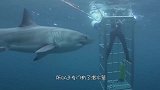 大白鲨冲进潜水笼，场面失去控制，镜头拍下惊险的一幕