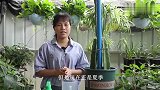 给火龙果盆栽浇水，不要一味地干透浇透，这个时候要见干见湿