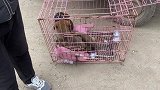 极品恶霸被拉到狗市低价卖掉，因为犬舍倒闭了，犬主忍痛打包处理