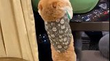 猫：铲屎的快救我，我抓不住了！