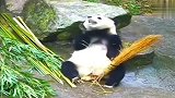 熊猫：咦！能隐约闻到竹子清香，吃了它再说