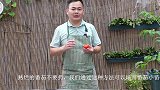 熟烂的番茄不要扔，我们通过这种方法可以培育番茄小苗