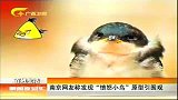 新闻夜总汇-20120412-南京网友称发现“愤怒小鸟”原型引围观