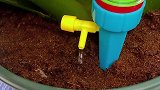 花花草草要勤浇水，试试这个自动浇花器，省力又方便实用好物