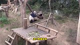 熊猫妈妈任性的育儿方式，不听话必定要拳脚相加，场面太搞笑了