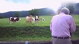 谁说不能“对牛弹琴”，看小牛们还是有反应的