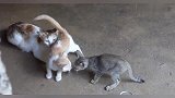 一只小猫寻找母爱，被大猫打翻在地眼神好可伶