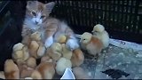 一群小鸡把猫咪当成了妈妈，猫己经生无可恋了，看一次笑一次