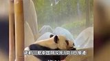 美媒：旅美大熊猫“乐乐”离世，终年25岁