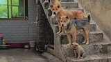 一群训练有素的狗狗们吃饭