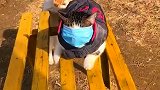 猫：你没戴口罩，离我远点！