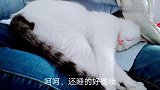 猫猫神功――（睡姿百态）