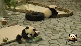 两只超可爱熊猫宝宝对奶爸布置的卖萌任务不感兴趣，跑到一边去玩